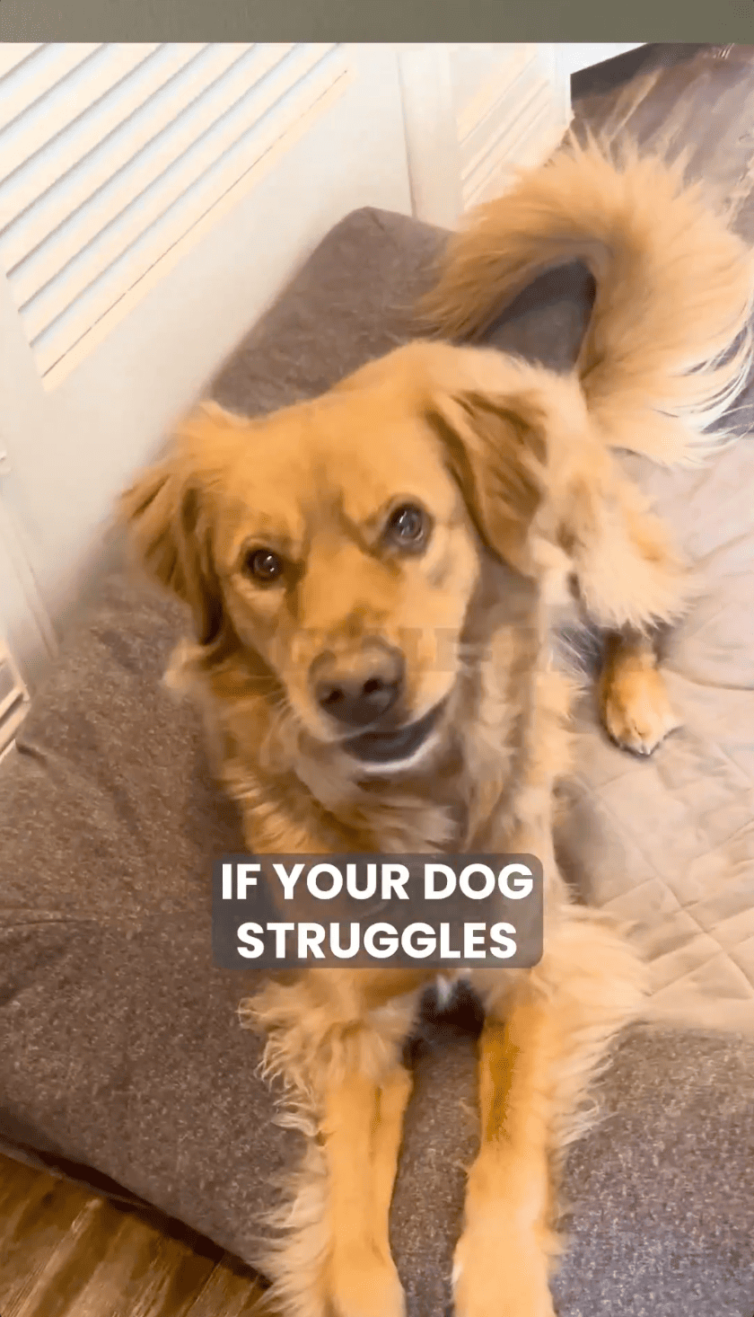 Pet Products